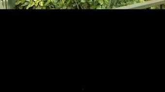 国产野草视频 小说,探寻民间传说与神秘力量的奇幻之旅