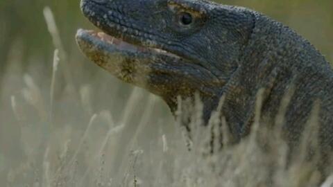 国产小蜥蜴图鉴视频大全