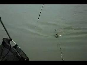 国产钓法视频大全,揭秘传统钓技与创意钓法